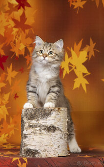 Sibiřská kočka - kocourek s PP Rick