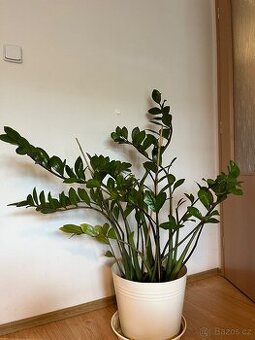 🌿 Zamioculcas – krásná pokojová rostlina s 19 výhony 🌿