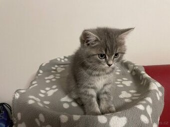 koťátko bez PP (kočička tmavá)