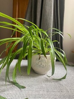 Zelenec i s květináčem