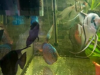 Terčovec brilliant rig a snakeskin blue