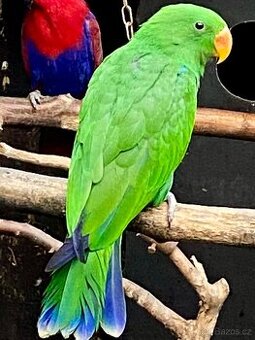 Eklektus různobarevný 1,0