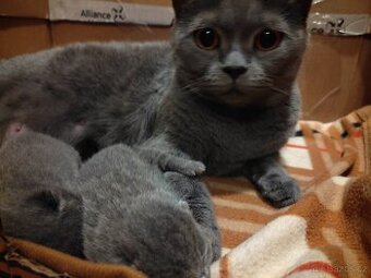 Britská modrá koťátka