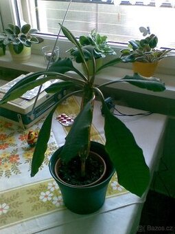 PRYŠEC +TCHYNIN JAZYK - 1