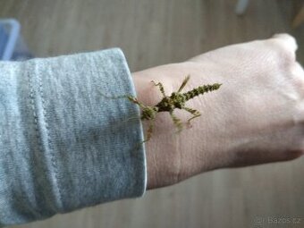 Nymfy strašilek a pakobylek