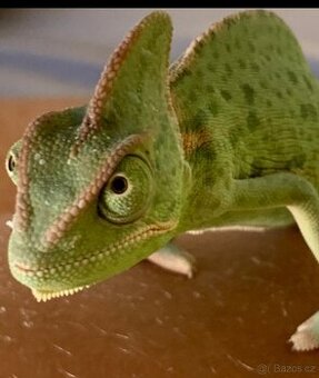 Chameleon Jemenský , 3 měsíce a Terárium nové 40x40x80. Před