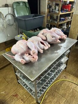 Prodám brojlerová kuřata