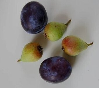 Slivovice a hruskovice