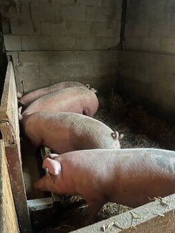 prodám prasata - domácí chov