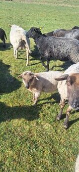 Prodám jehňata na výpas