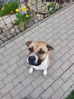 Americky stafordšírsky teriér s PP