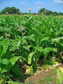 Semena tabáku (virginský, selský)