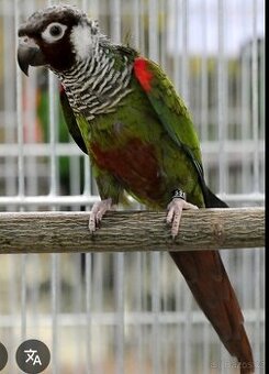 Pyrura šedoprsý brazilský- griseipectus