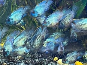 Akara El.blue - 1