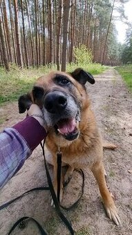 ROXY K ADOPCI - vděčná, nenáročná seniorka - 1