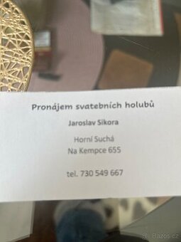 Pronájem holubů na svatbu