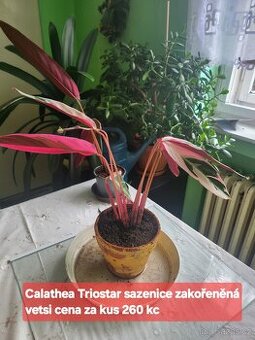 Calathea Triostar
