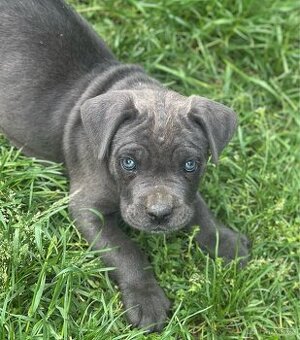 Cane corso bez pp modré barvy