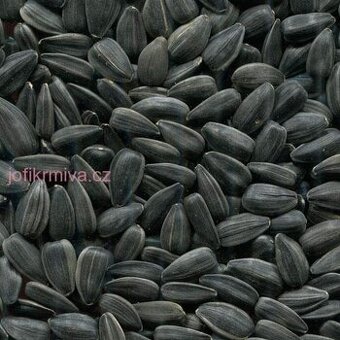 Slunečnice  černá a Proso žluté