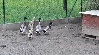 Indický běžec kachny - Sušice.  Okres Klatovy 🦆🦆🦆🦆🦆🦆