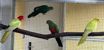 Papoušek královský žlutý/štěpitelný