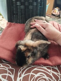 Zakrslý králík beránek