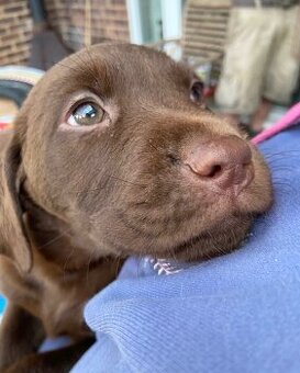 Labradorský retrívr