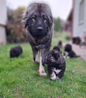 Kavkazsky pastevecky pes