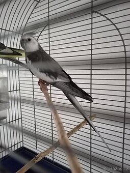 Prodám korely s klecí