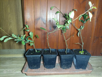 PINK LADY -- Texas Scarlet - Kdoulovec