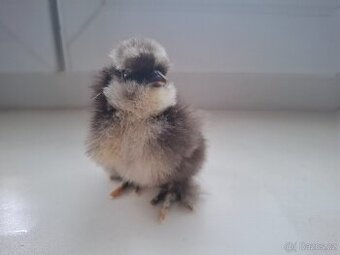 Hedvábnička- kuřata, NV