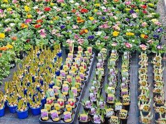 Jarní květiny, rostliny