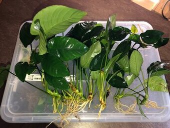 Anubias mix