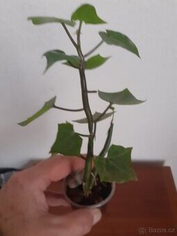 Senecio makroglosus