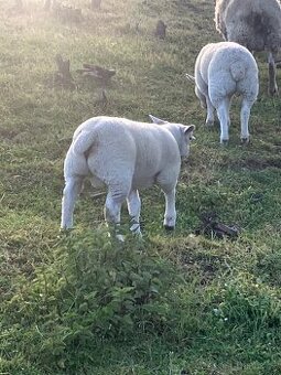 Beran TEXEL