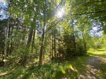 Lesní pozemky Kladruby u Vlašimi