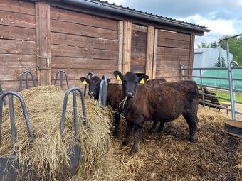 Prodám 2ks jalovičky Aberdeen Angus 100% - 1