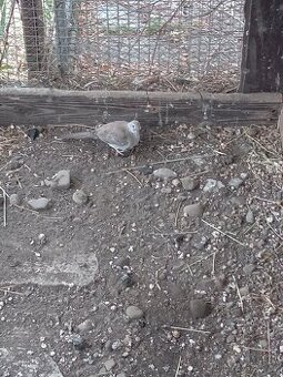 Holoubek diamantový