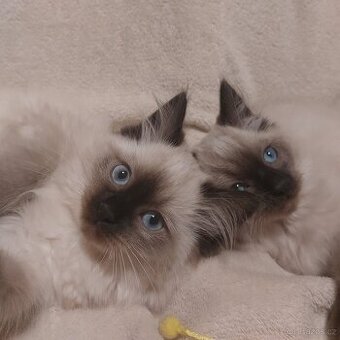 Ragdoll koťátka – čistokrevná💙