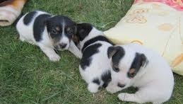 Jack Russell teriér