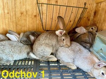 Králíci do chovu