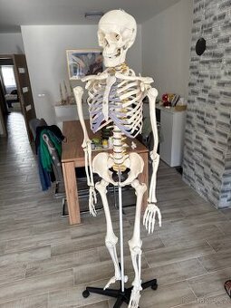 Anatomický model kostry