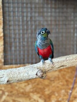 Pár Pyrur Červenobřichých