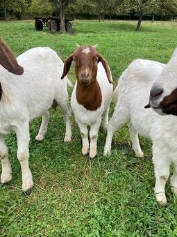 prodám burské kozičky