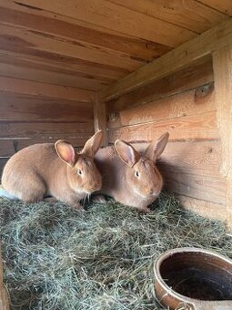 Burgundský králík - samice