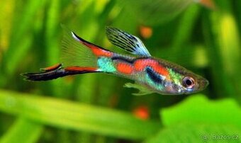 Mladé endlerky levně