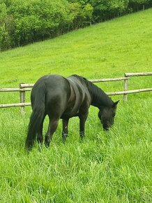 Appaloosa X Bavorský teplokrevník