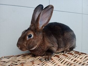 PRODÁM MLADÉ KRÁLÍKY