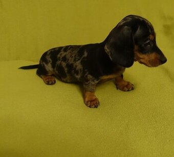 Jezevčík trpasličí