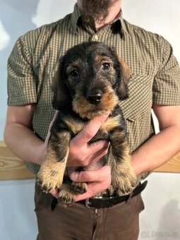 Jezevčík standard drsnosrstý s PP